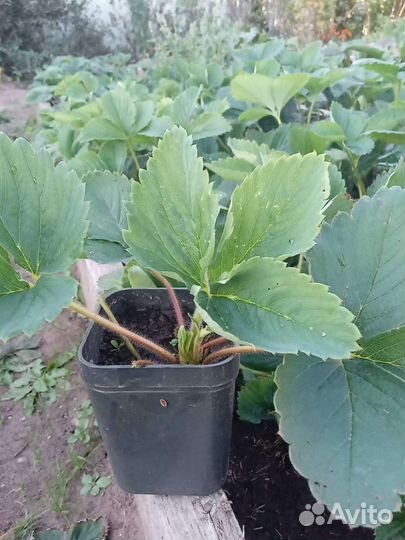 Клубника садовая ягоды