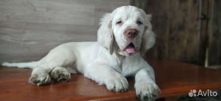 Кламбер спаниель