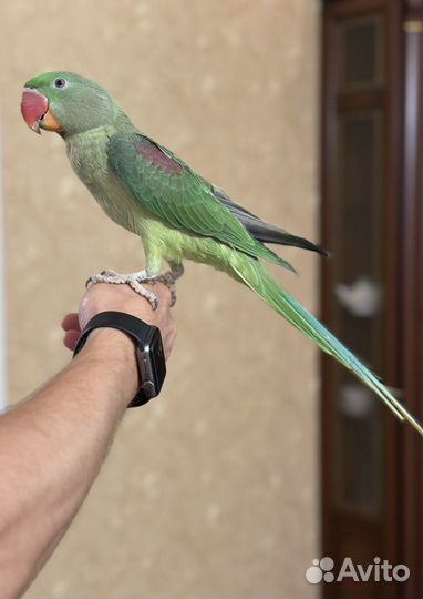 Александрийский попугай