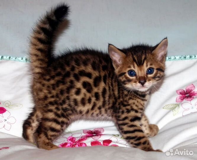 Бенгальские котята