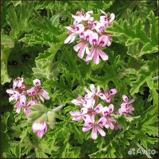 Герань душистая,лимонная