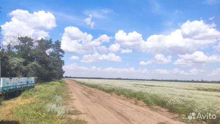 Мёд натуральный,акация,майский кориандр,мед