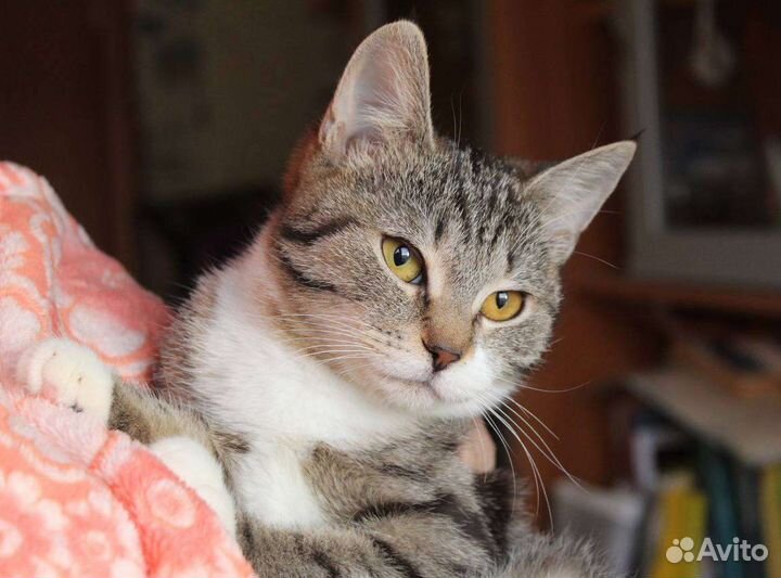 Котёнок Тэффи в добрые руки