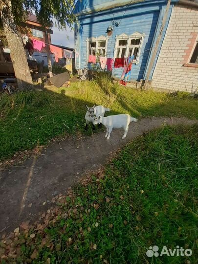 Козочки