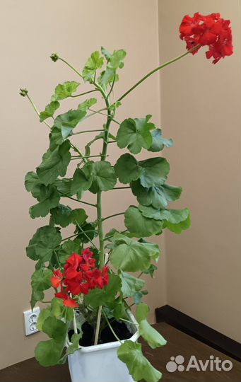 Комнатные растения