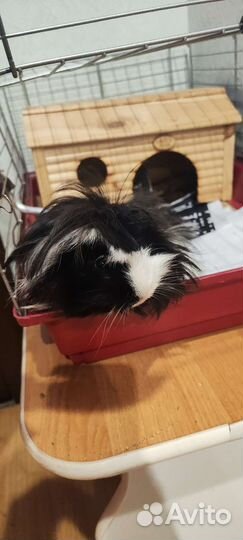 Морская свинка Перуанская