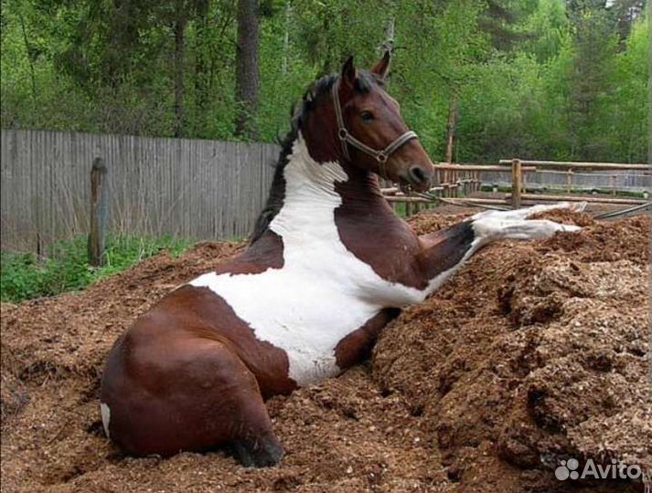 Навоз конский в мешках