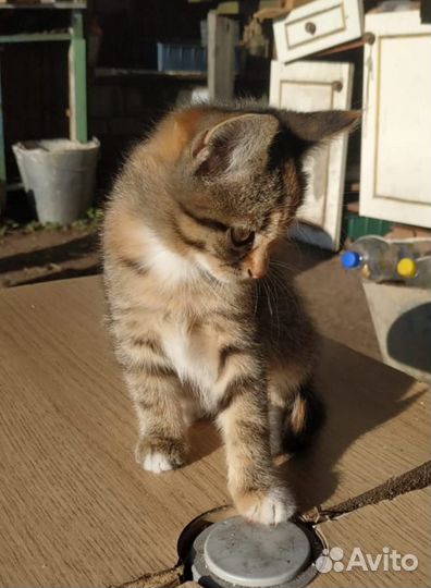 Кошка в дар бесплатно