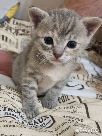 Котята в добрые руки бесплатно
