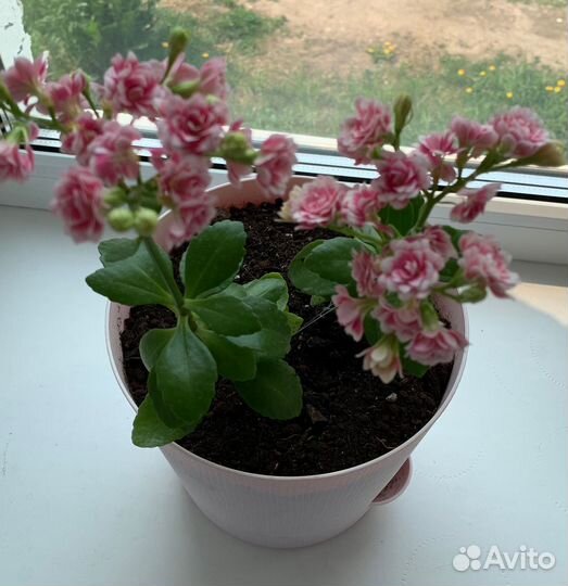 Черенки каланхоэ