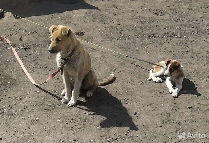 Собаки бесплатно в добрые руки щенки