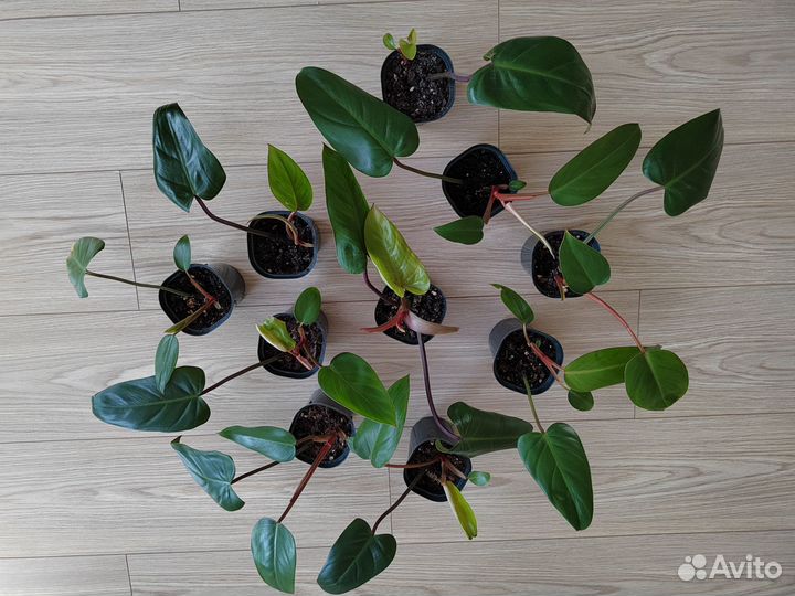 Филодендрон краснеющий