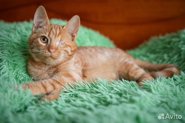 Котенок 4 месяца