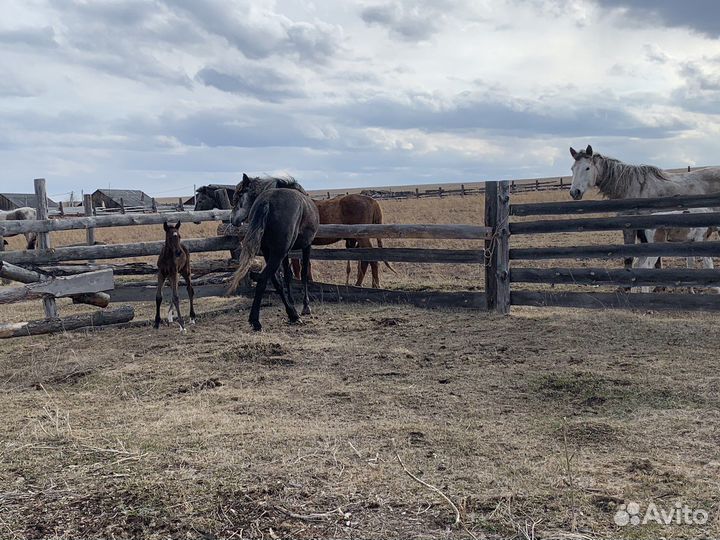 Продажа лошадей