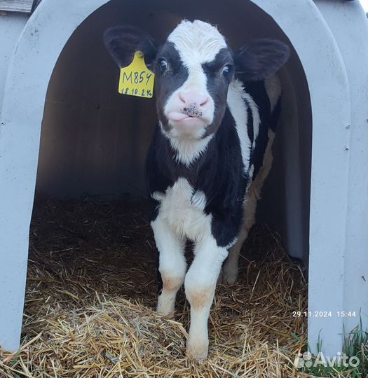 Бычок подсосный