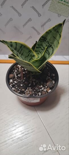 Сансевиерия