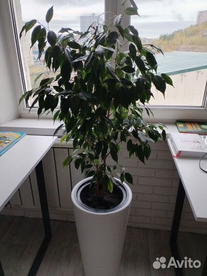 Фикус бенджамина