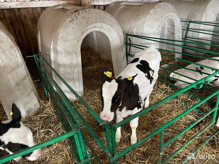 Телята: бычки и телки 1,2,3 мес Холмогоры Голштины