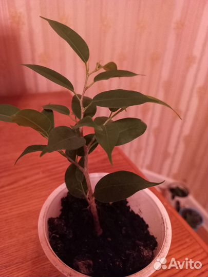 Фикус бенджамина