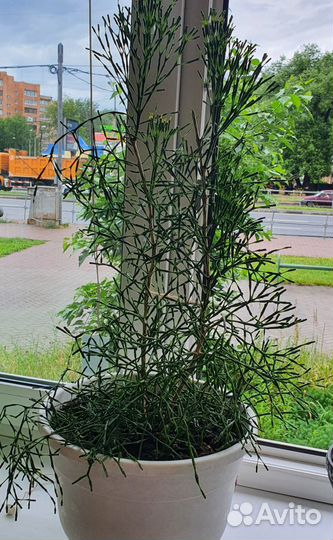 Комнатные растения цветущие хатиора(оленьи рога)