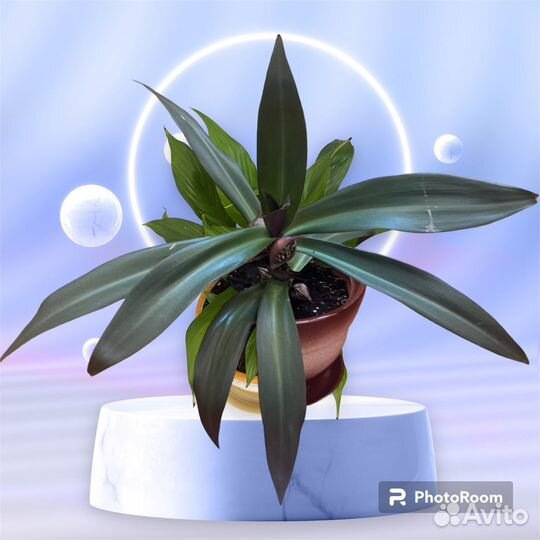 Продам цветы комнатные Традесканция Рео