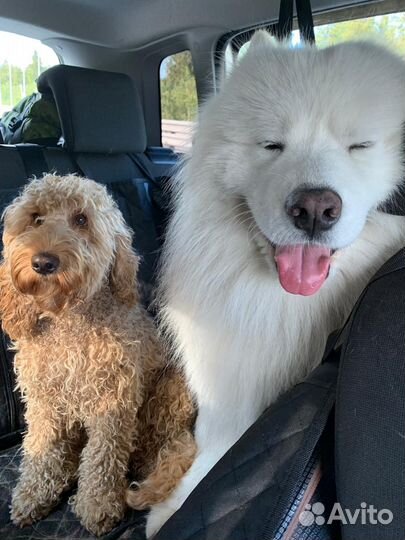 Передержка собак