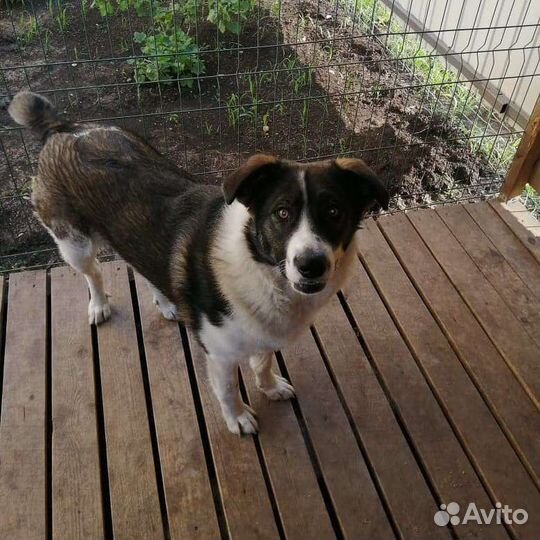 Ветеринарный врач