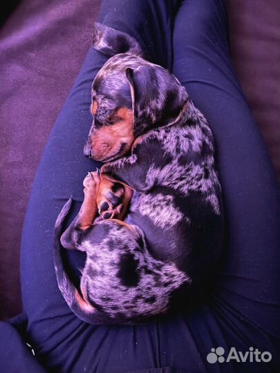 Такса вязка