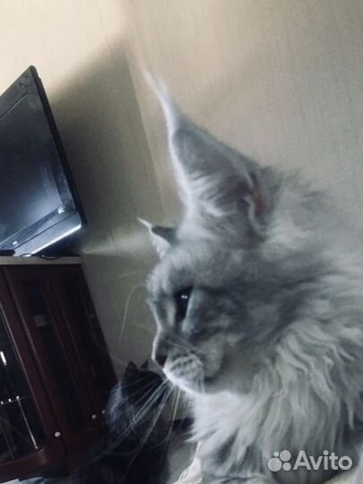 Мейн кун -вязка полидакт мейн кунята-котята