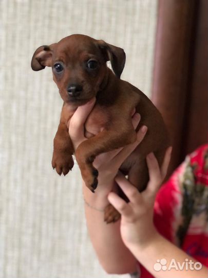 Цвергпинчер