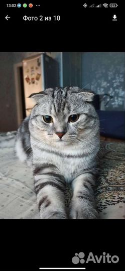 Отдам котика в добрые руки)