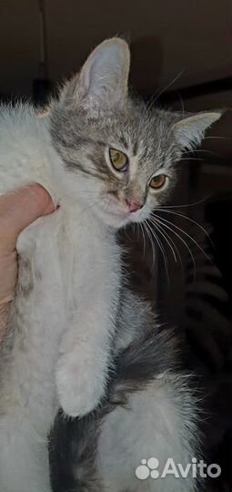 3 трехмесячных котенка