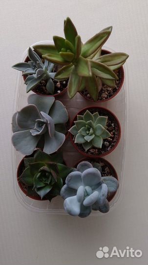 Суккуленты