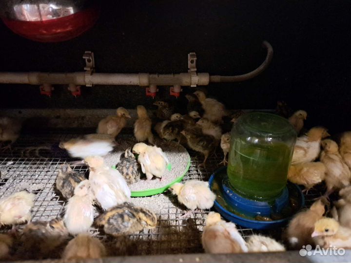 Перепелки перепела перепелята