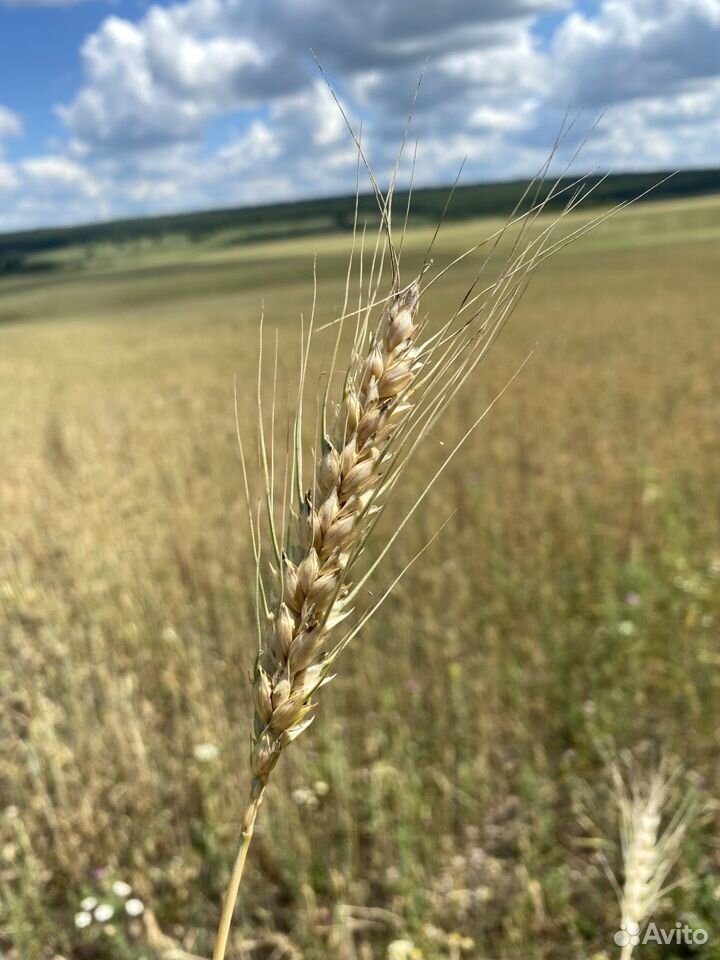 Сельское хозяйство. Кфх. Земля в собственности