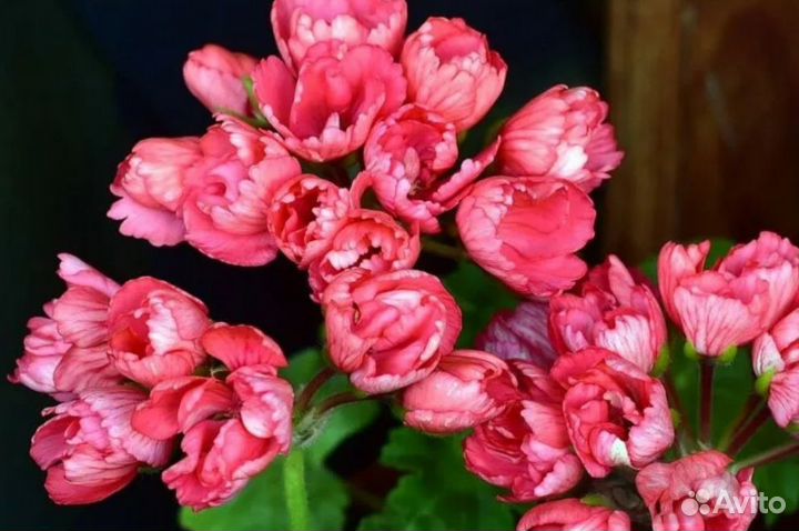 Герань пеларгония тюльпановидная