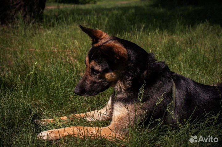 Овчарка в добрые руки