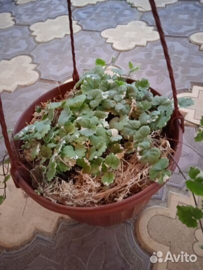 Будра в кашпо