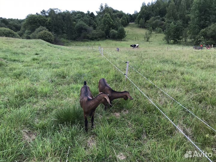 Нубийские козочки