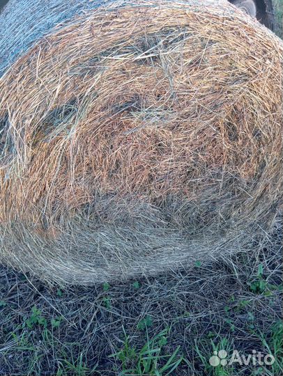 Продам сено в рулонах