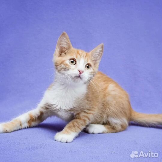 Котята в добрые руки бесплатно