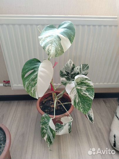 Монстера вариегатная альба