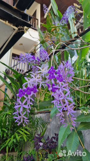 Семена Петрея волюбилис