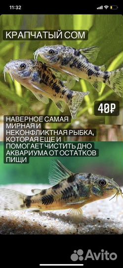 Аквариумистика