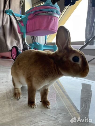 Вязка кроликов