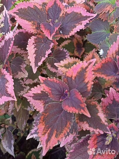 Колеусы вегетативные