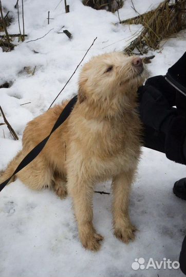 Бобтейл Шпинат ищет семью