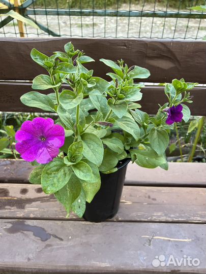 Петуния в кашпо