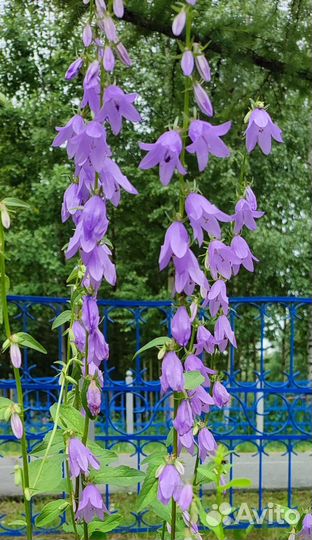 Колокольчик рапунцелевидный