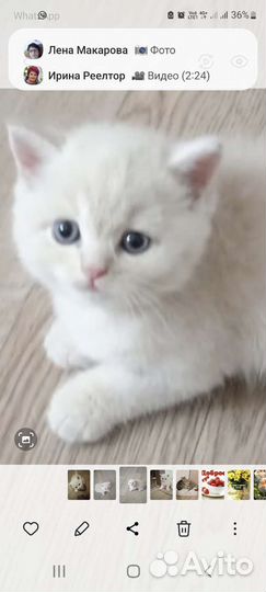 Британская